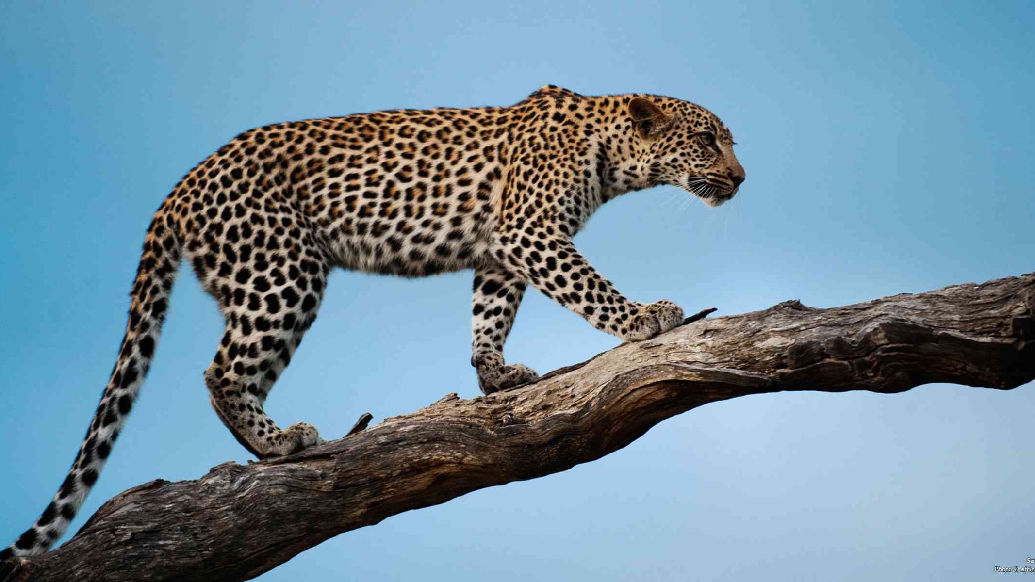 8 Days Ndutu Calving Season Serengeti Migration Tanzania Safari - Image - 9619