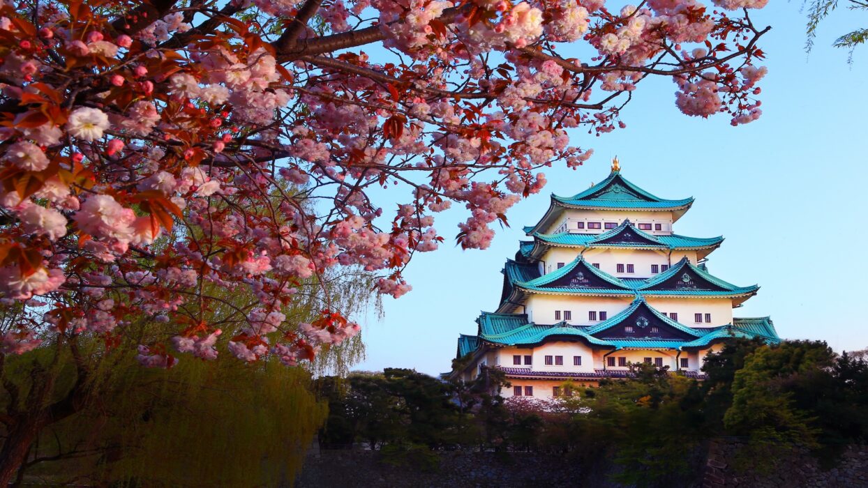 Japan – Double Cherry Blossom Tour 2024