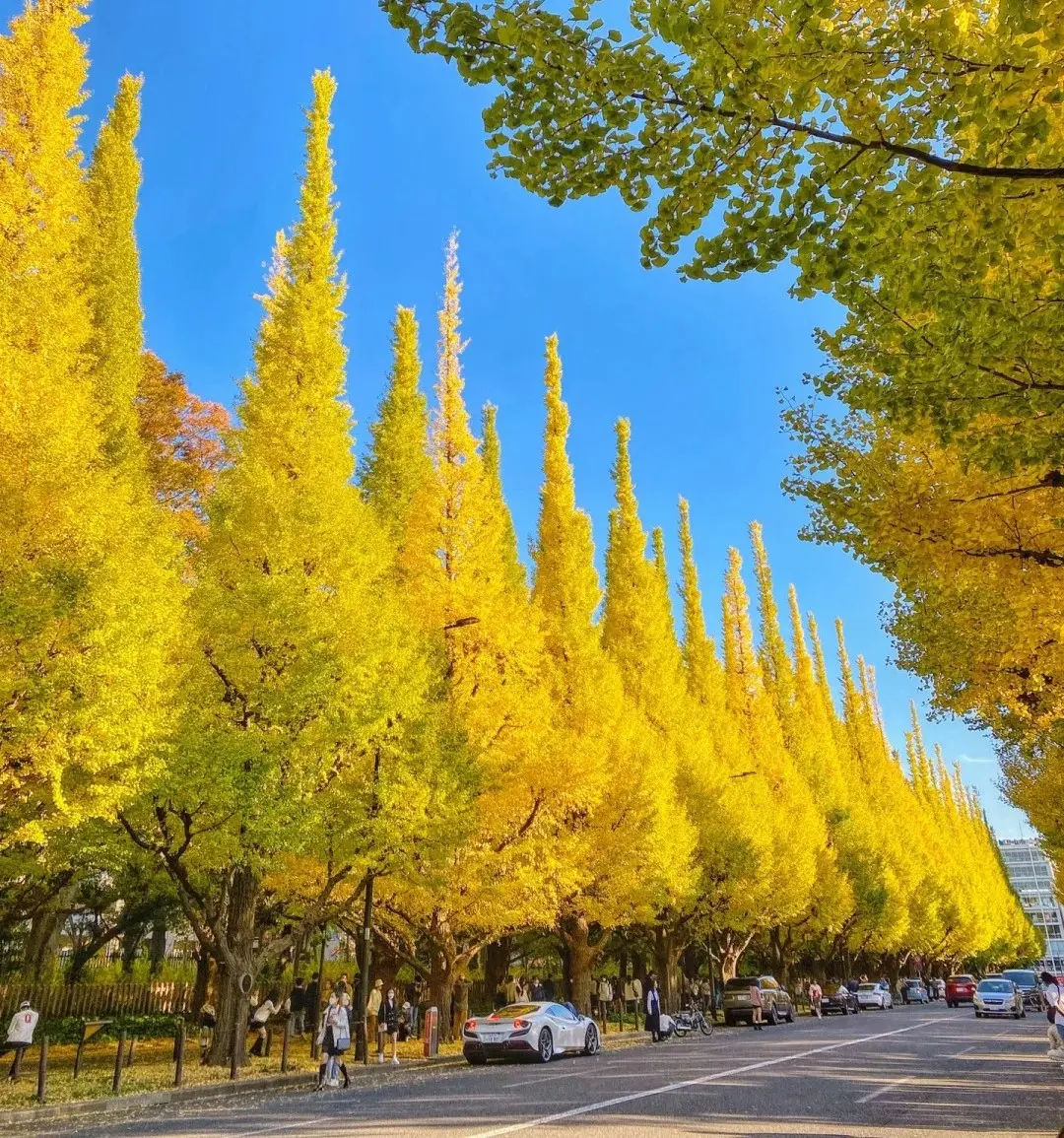 Summer Japan Tour: Tokyo - Hakone - Mount Fuji, from Saigon (Ho Chi Minh City) 2025 - Image - 546