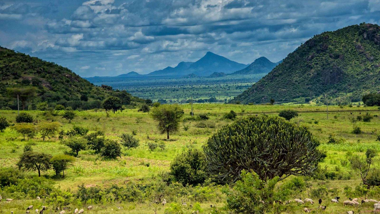 6Day Uganda Gorilla trekking ,Wildlife Safari - Image - 13592