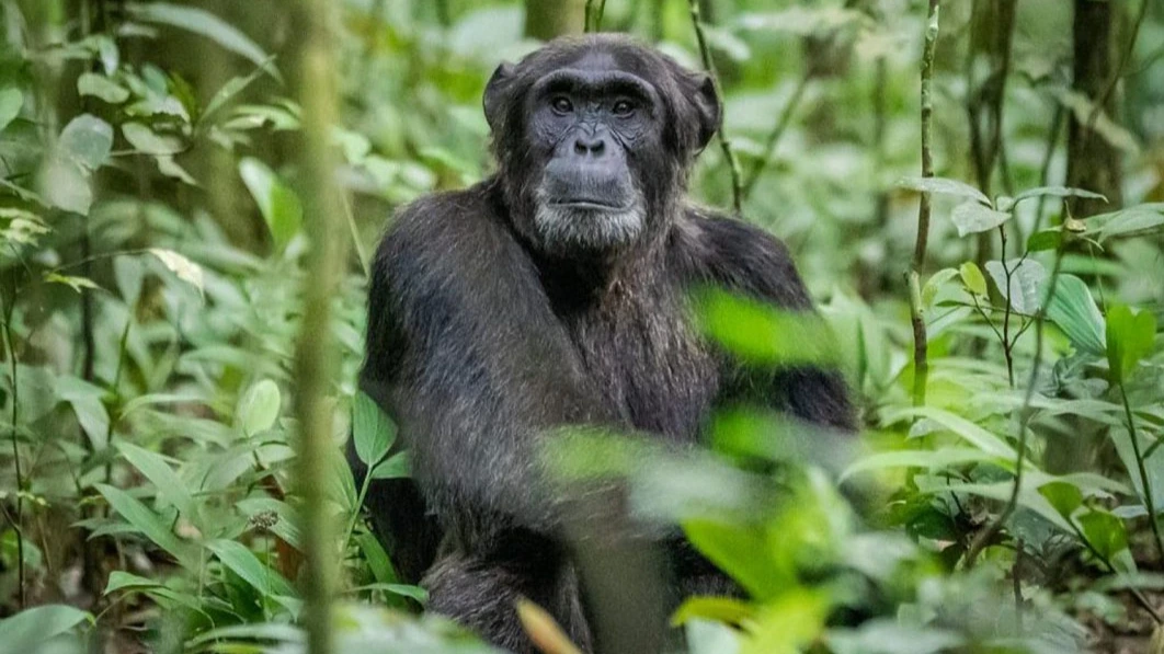 6 Day Gorilla, Chimpanzee Tracking and Wildlife Adventure - Image - 14457