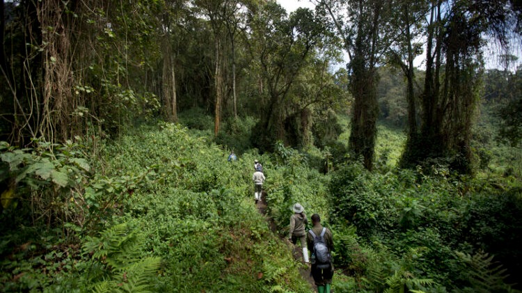 Ultimate Bwindi Impenetrable Gorilla trekking Safari - Image - 13478