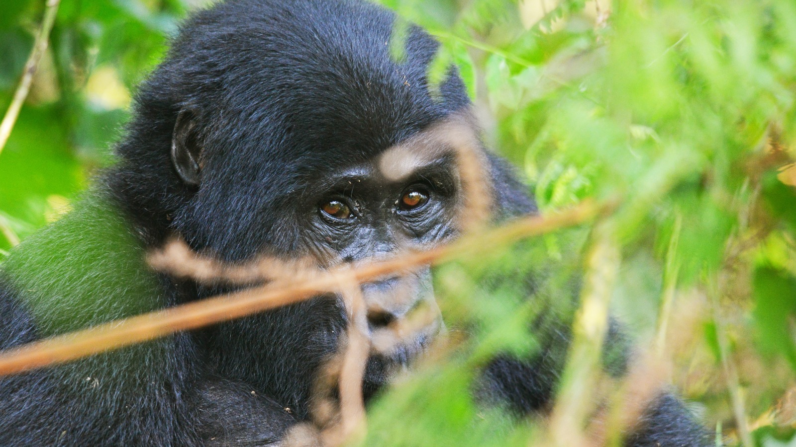 3Day Gorilla Trekking Safari – Midrange - Image - 13501