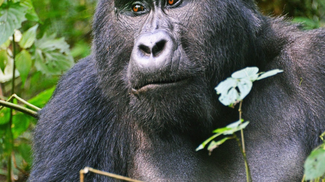 6 Day Gorilla, Chimpanzee Tracking and Wildlife Adventure - Image - 14453