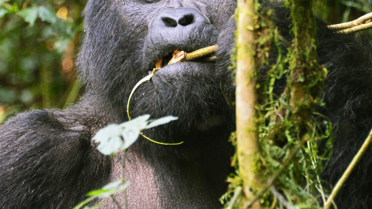 6 Day Gorilla, Chimpanzee Tracking and Wildlife Adventure - Image - 14455