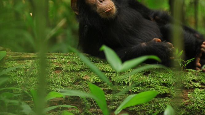 6 Day Gorilla, Chimpanzee Tracking and Wildlife Adventure - Image - 14448