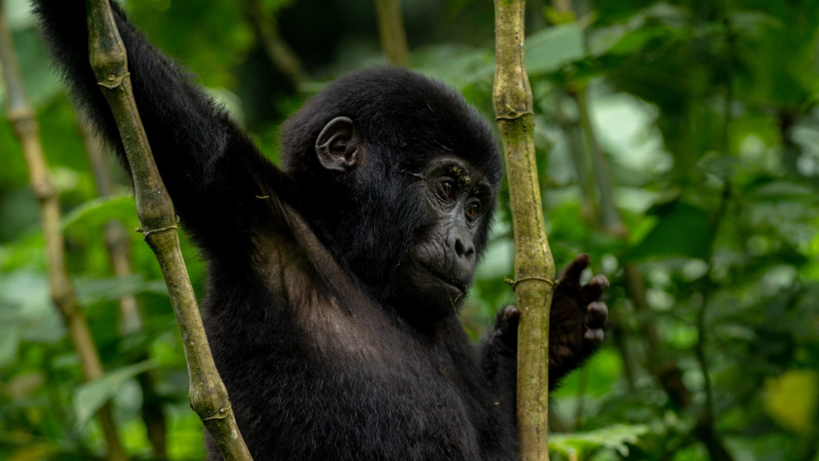 6Day Uganda Gorilla trekking ,Wildlife Safari - Image - 13593