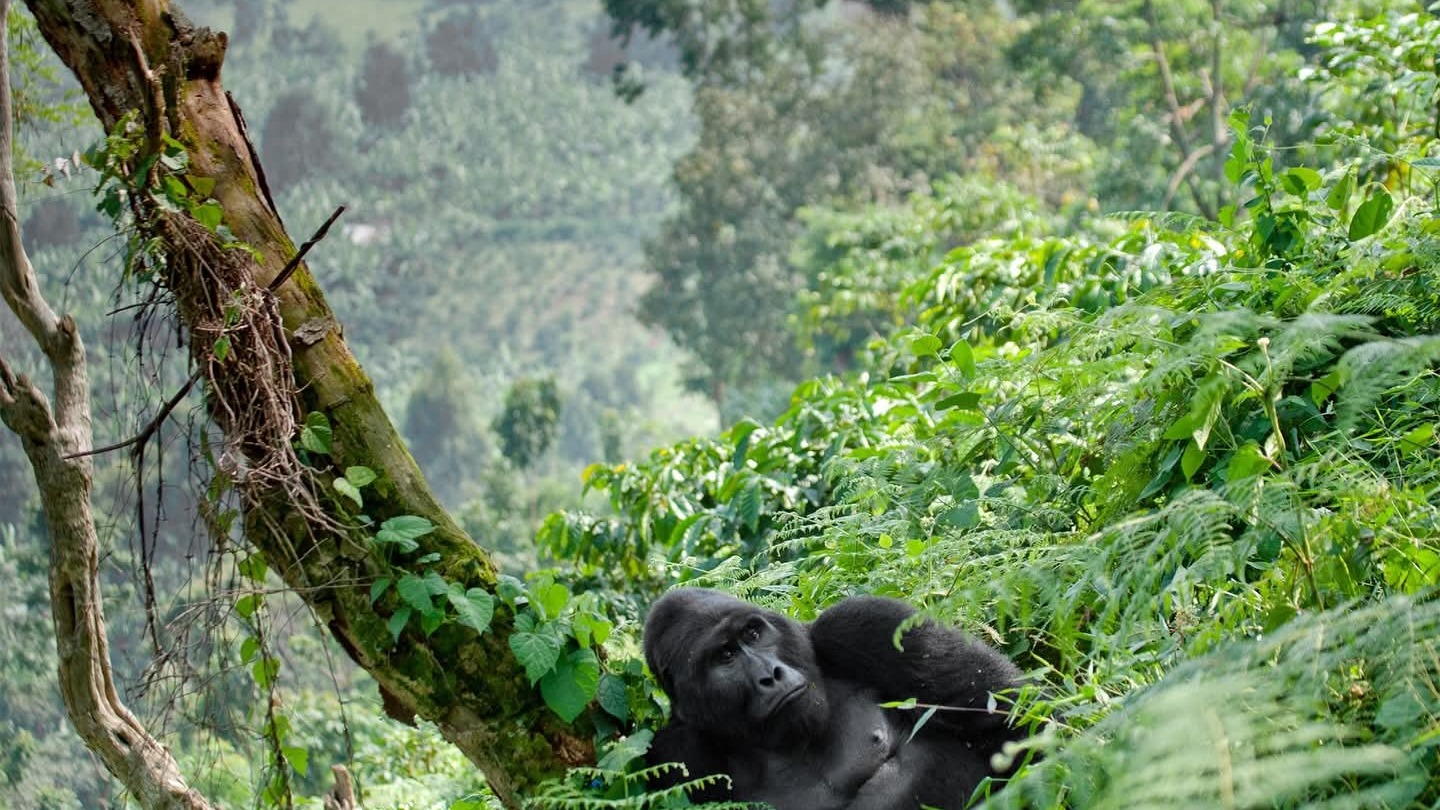 5 Day Exclusive Uganda Gorilla &amp; Chimpanzee Experience - Image - 14444