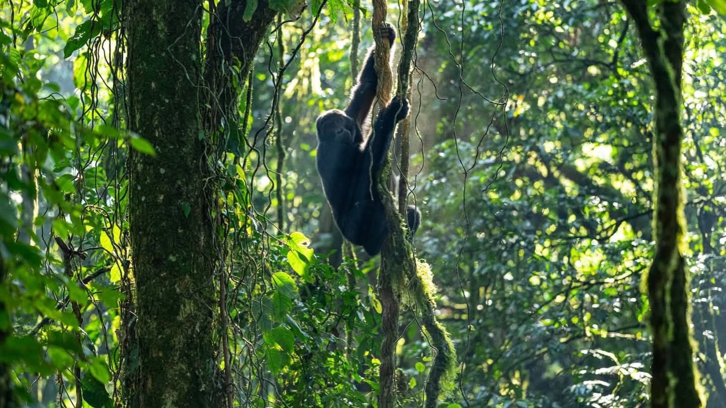 5 Day Exclusive Uganda Gorilla &amp; Chimpanzee Experience - Image - 14443