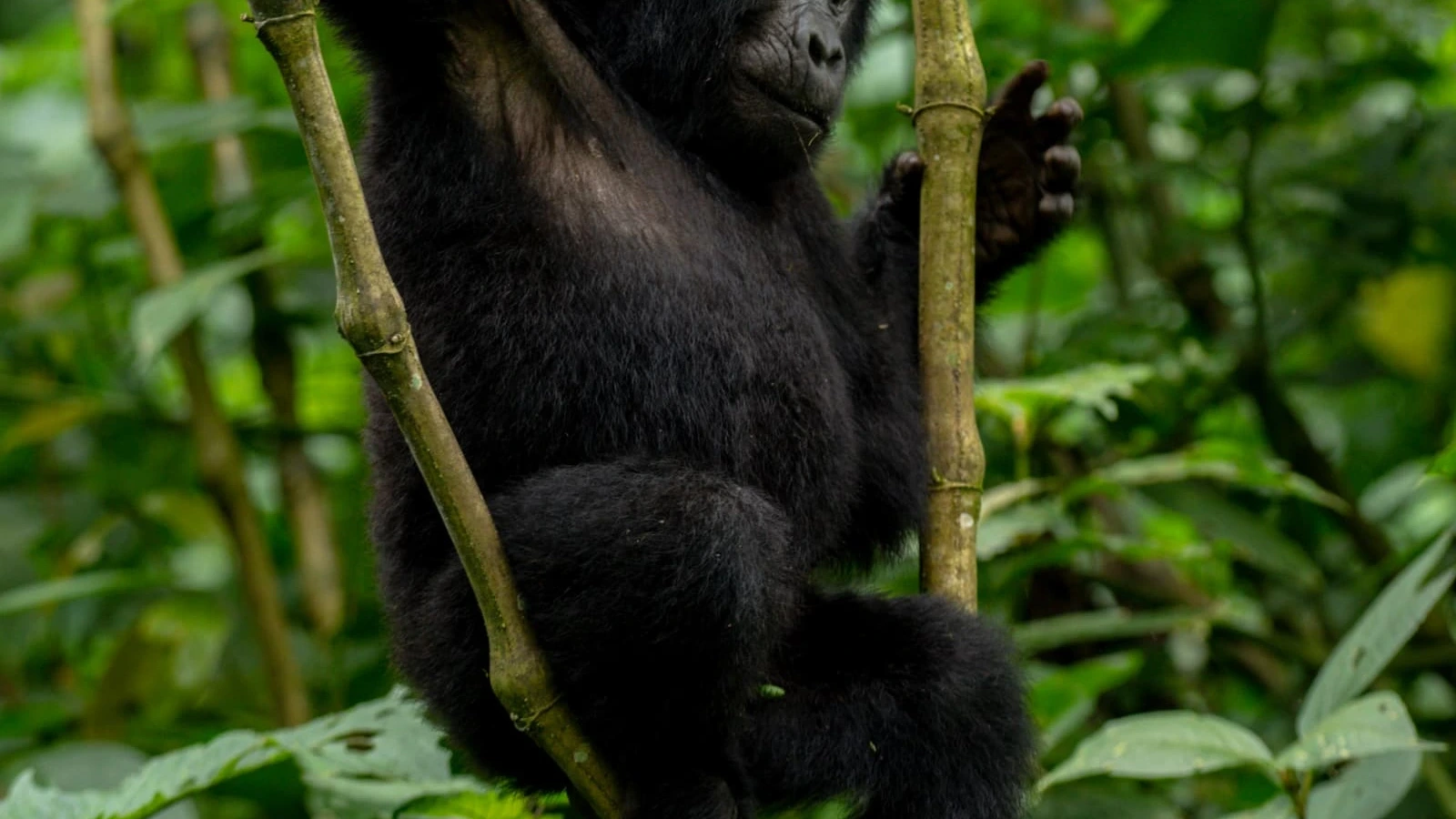Ultimate Bwindi Impenetrable Gorilla trekking Safari - Image - 13480