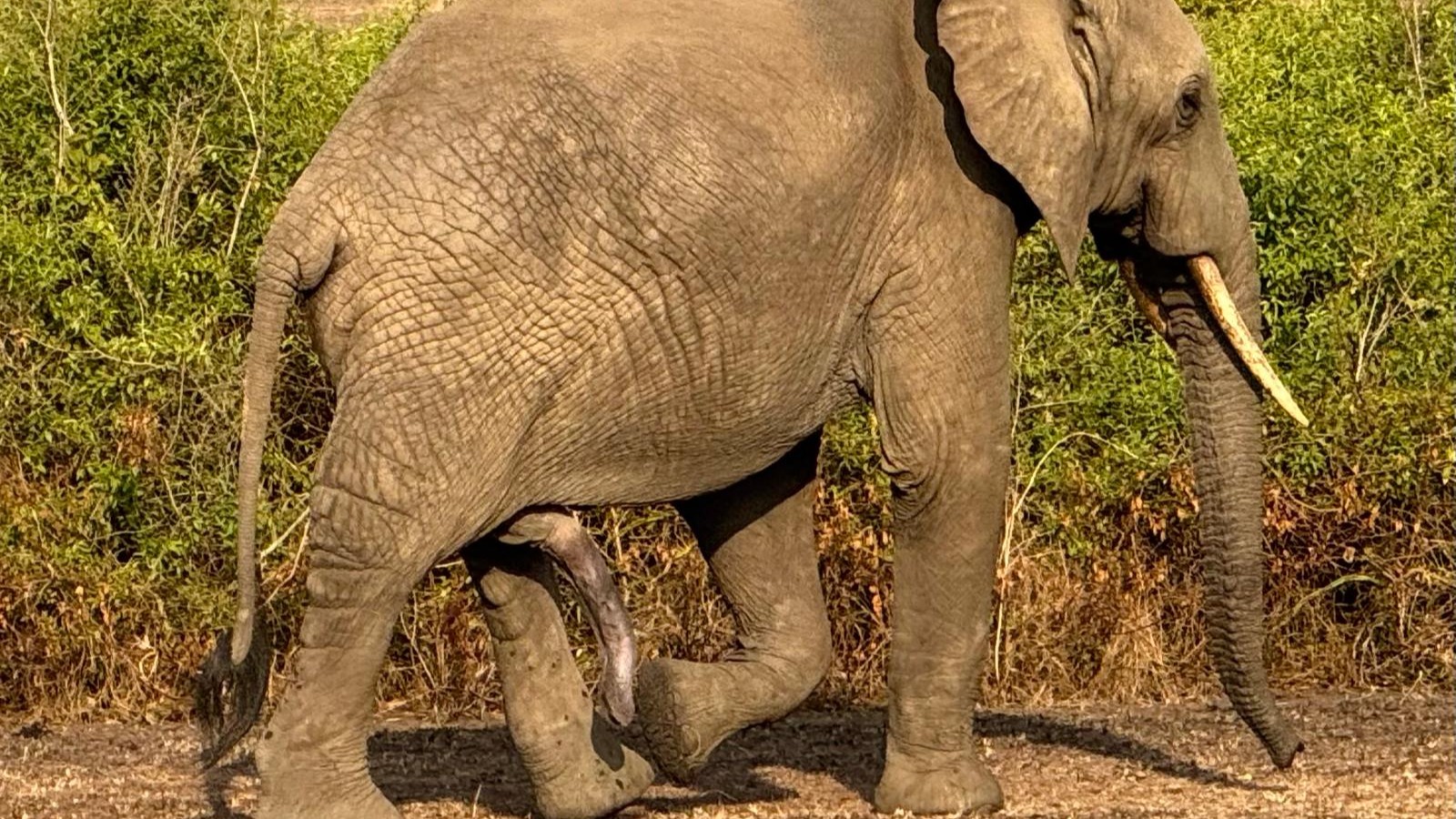 10 Day Uganda’s Best: Gorillas, Chimps, Big Game &amp; Shoebill Safari - Image - 14424