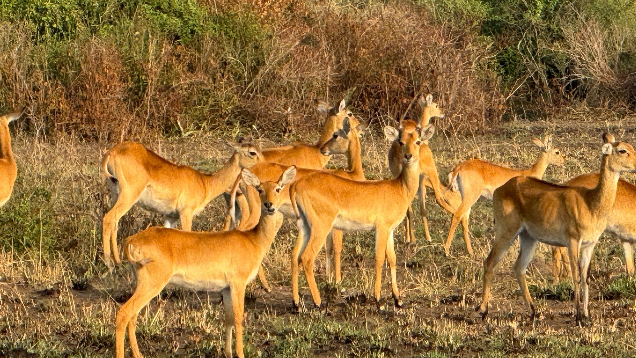 10 Day Uganda’s Best: Gorillas, Chimps, Big Game &amp; Shoebill Safari - Image - 14429