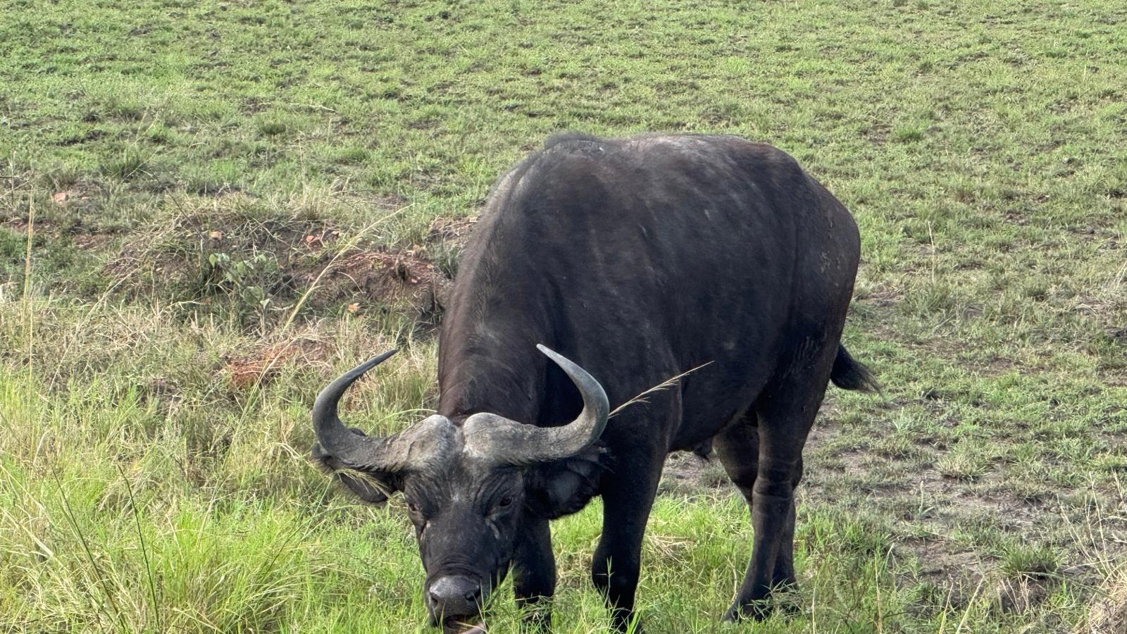 6 Day Gorilla, Chimpanzee Tracking and Wildlife Adventure - Image - 14452
