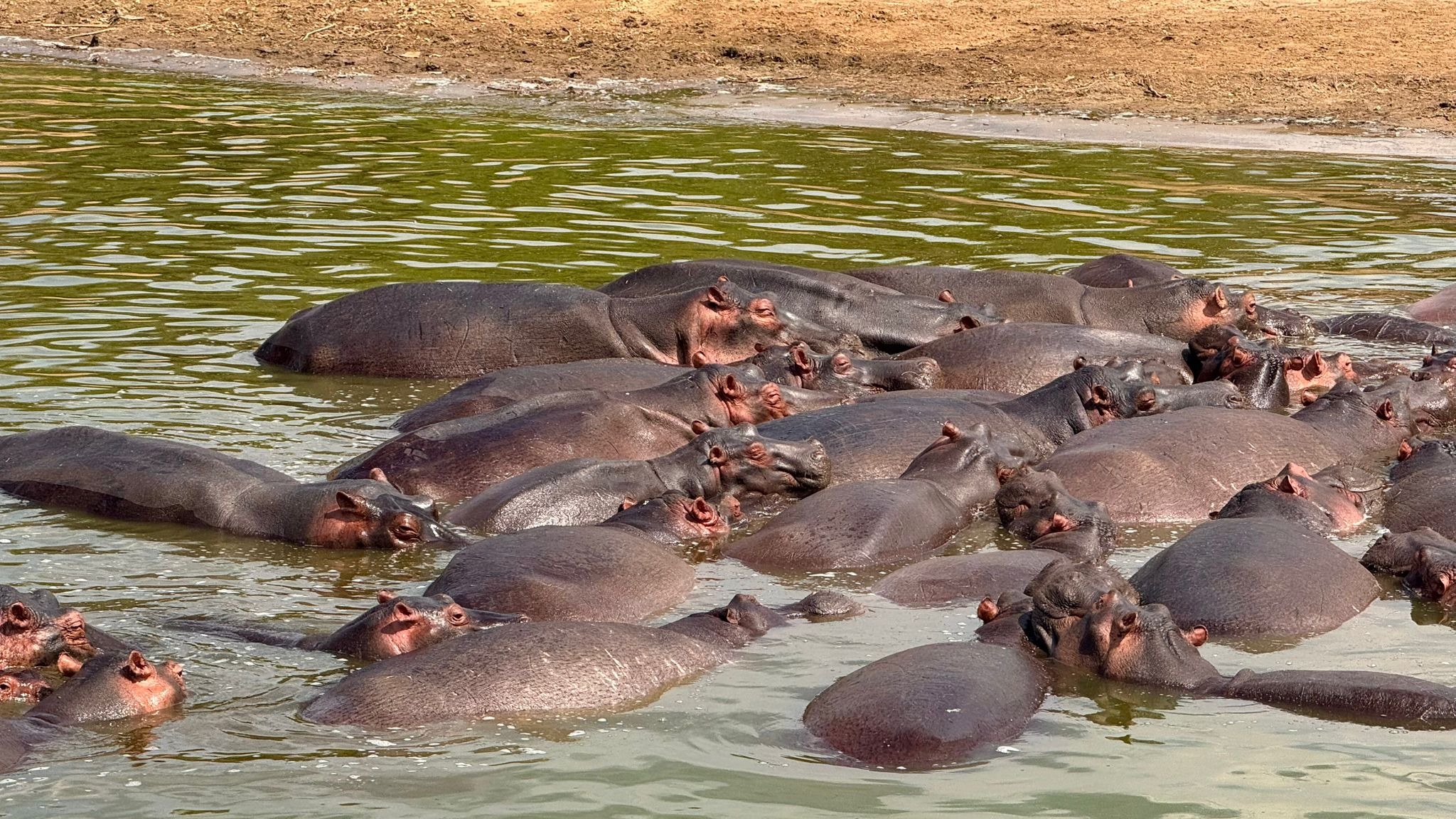 6Day Uganda Gorilla trekking ,Wildlife Safari - Image - 13598