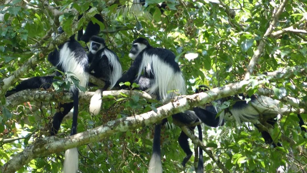 10 Day Uganda’s Best: Gorillas, Chimps, Big Game &amp; Shoebill Safari - Image - 14433