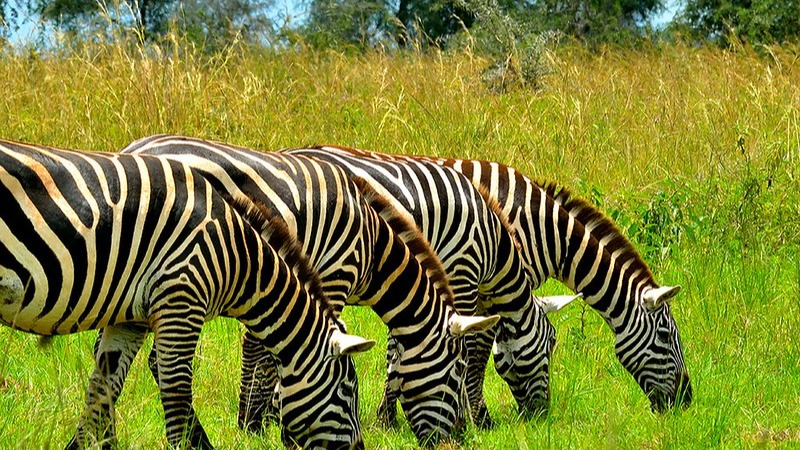 3-Day Lake Mburo Safari - Image - 13648