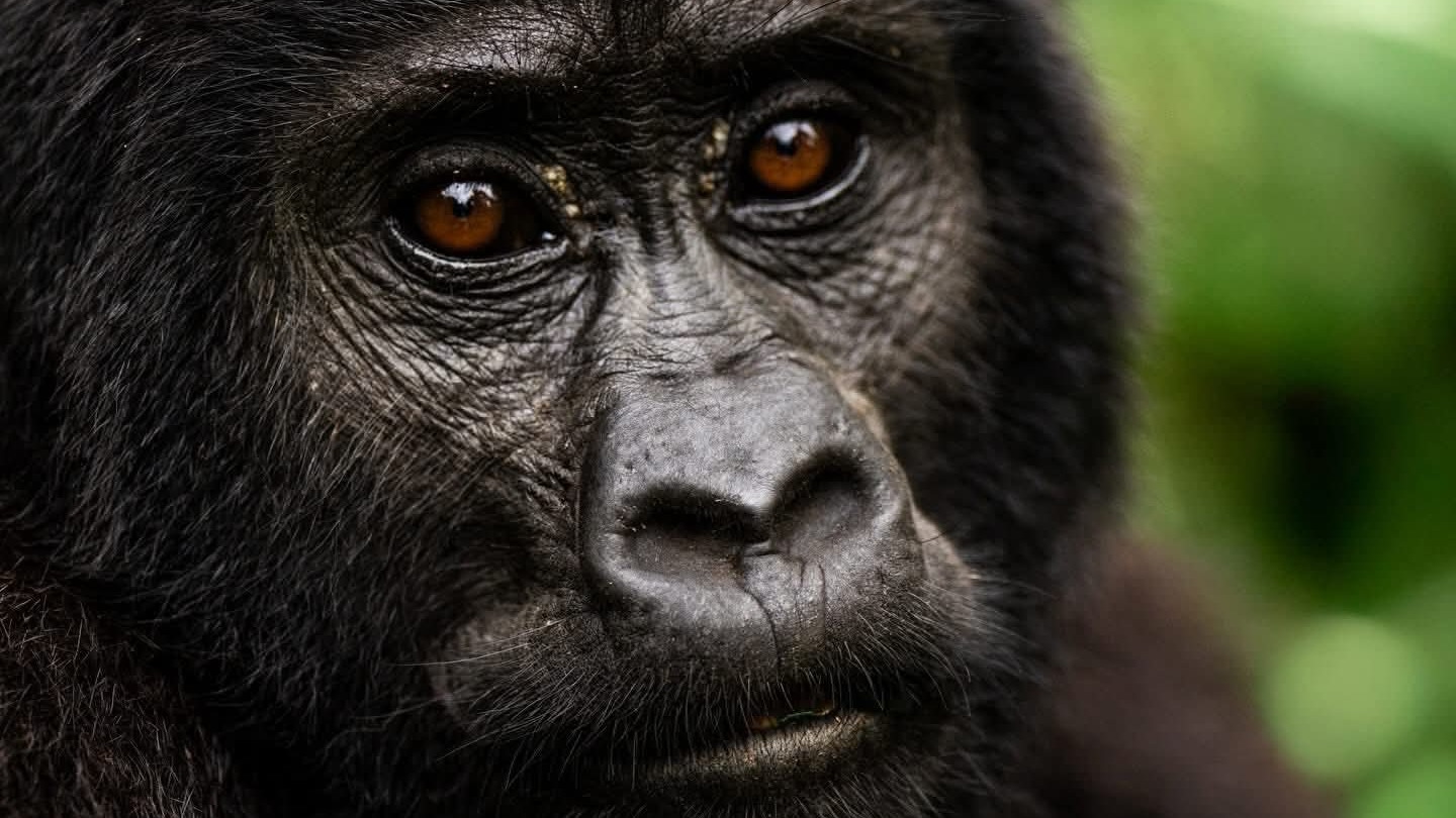5 Day Exclusive Uganda Gorilla &amp; Chimpanzee Experience - Image - 14446