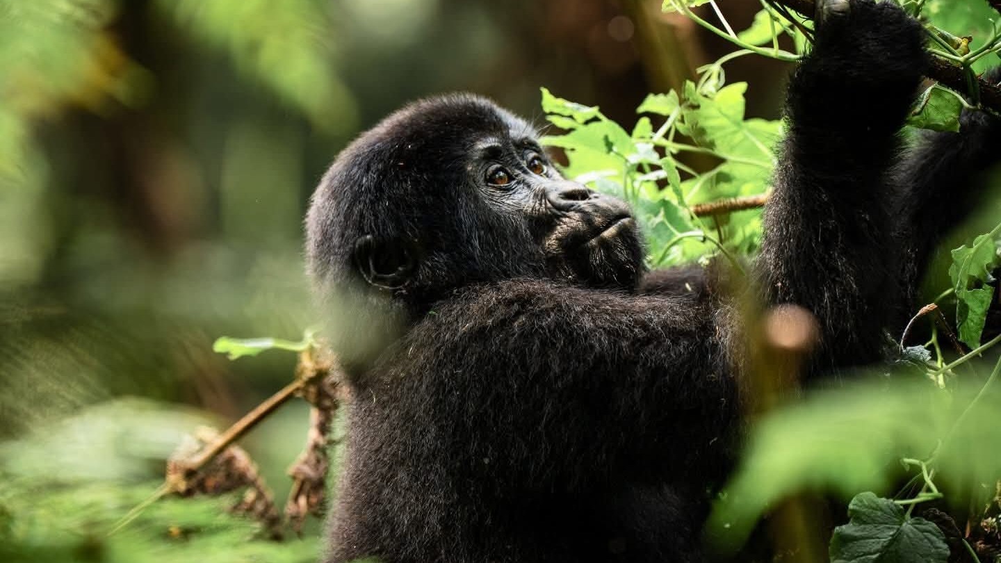 6Day Uganda Gorilla trekking ,Wildlife Safari - Image - 13597