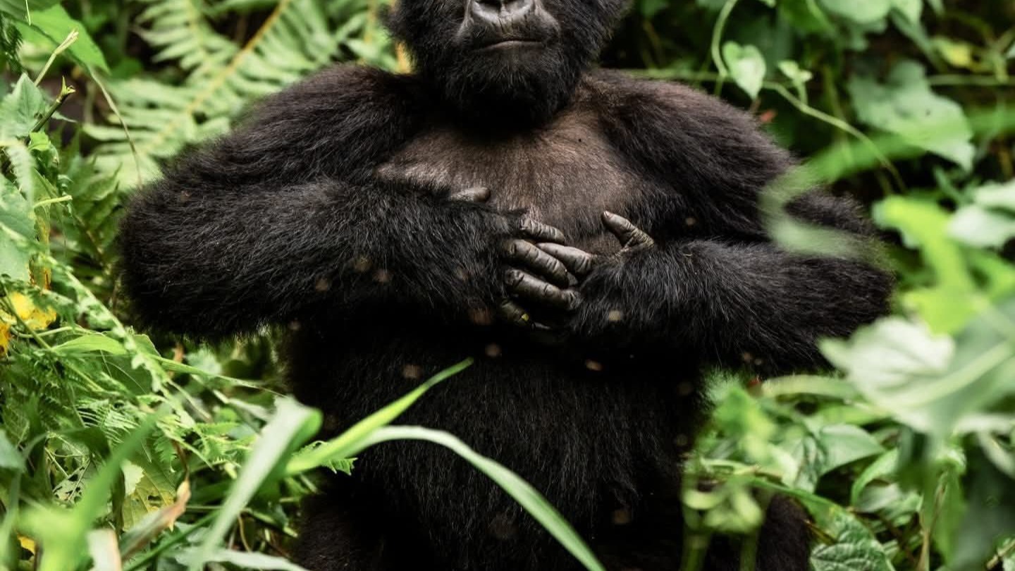 6Day Uganda Gorilla trekking ,Wildlife Safari - Image - 13596