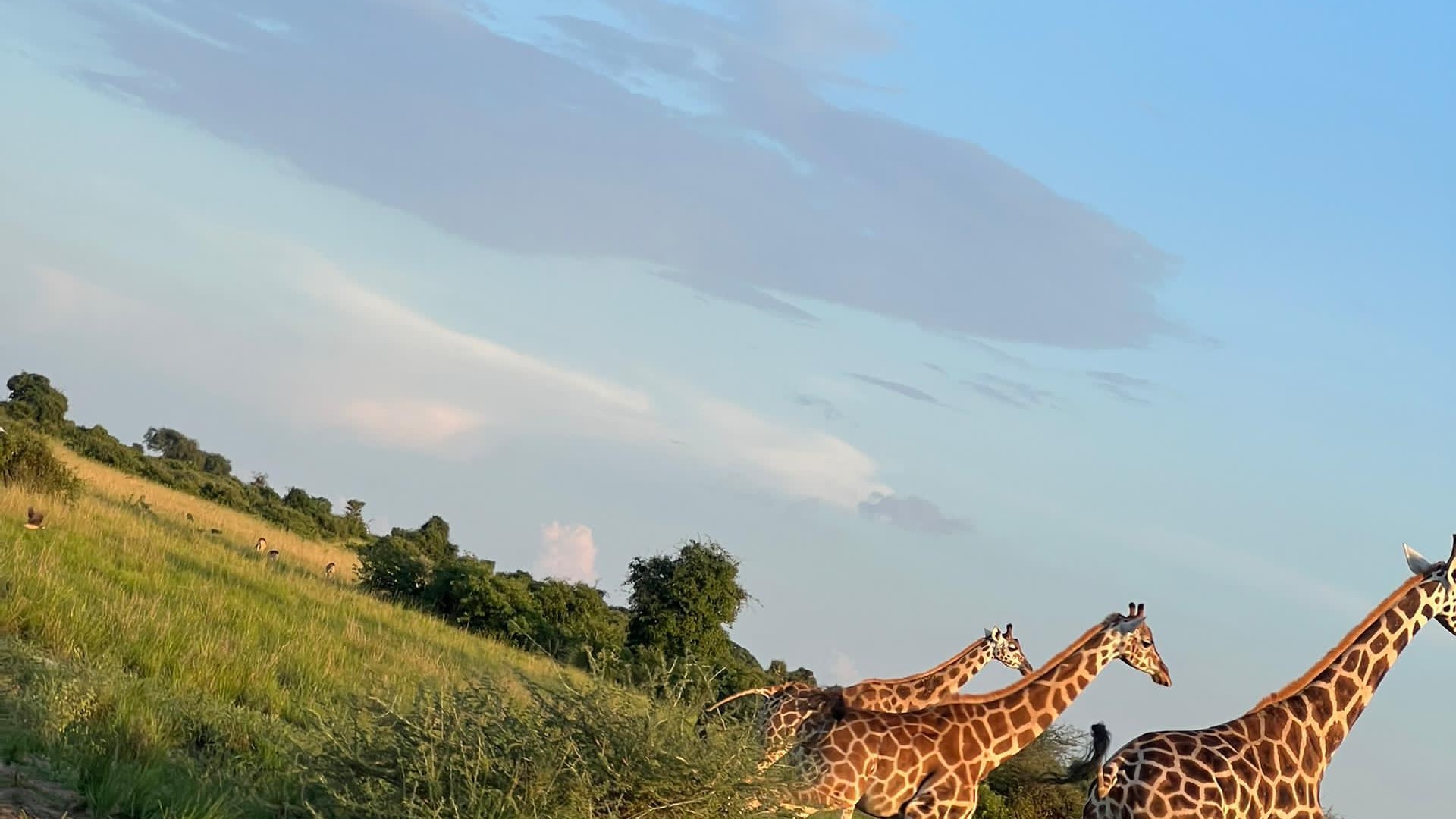 3-Day Lake Mburo Safari - Image - 13647