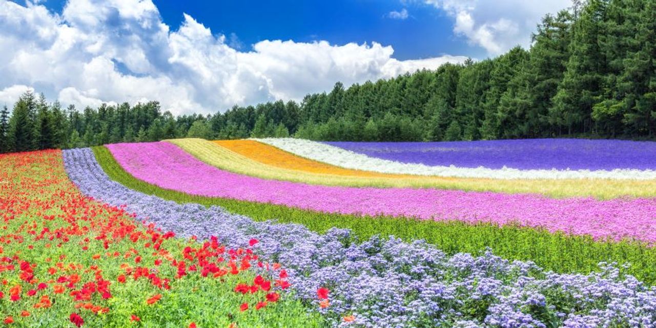 Cherry Blossom Viewing Tour in Japan: Hokkaido - Sapporo - Furano - Otaru - Toya