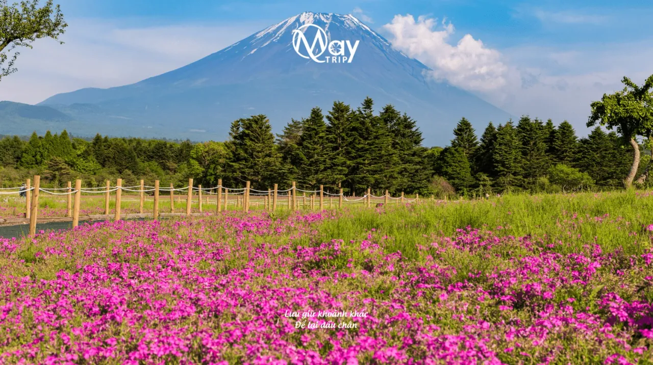 Japan Golden Route Tour: Nara – Tokyo Summer 2025