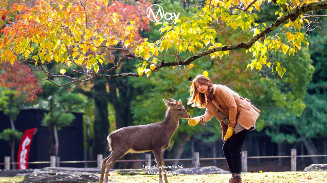 Japan Golden Route Tour: Nara – Tokyo Summer 2025