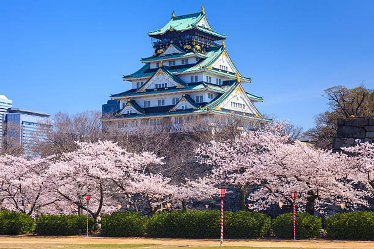 Golden Route Japan 2025: Immersed in Flowers (Wisteria, Shibazakura, Azalea, Hydrangea)