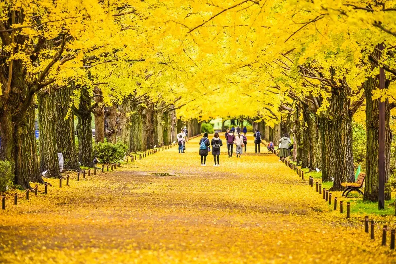 Japan's Golden Route: Tokyo - Fuji - Nagoya - Kyoto - Kobe - Osaka