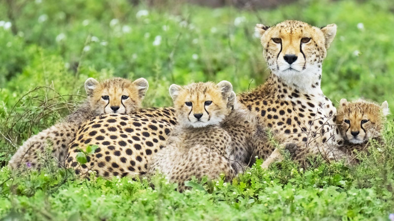 6 DAYS TANZANIA AFFORDABLE SAFARI EXPERIENCE - Image - 7514
