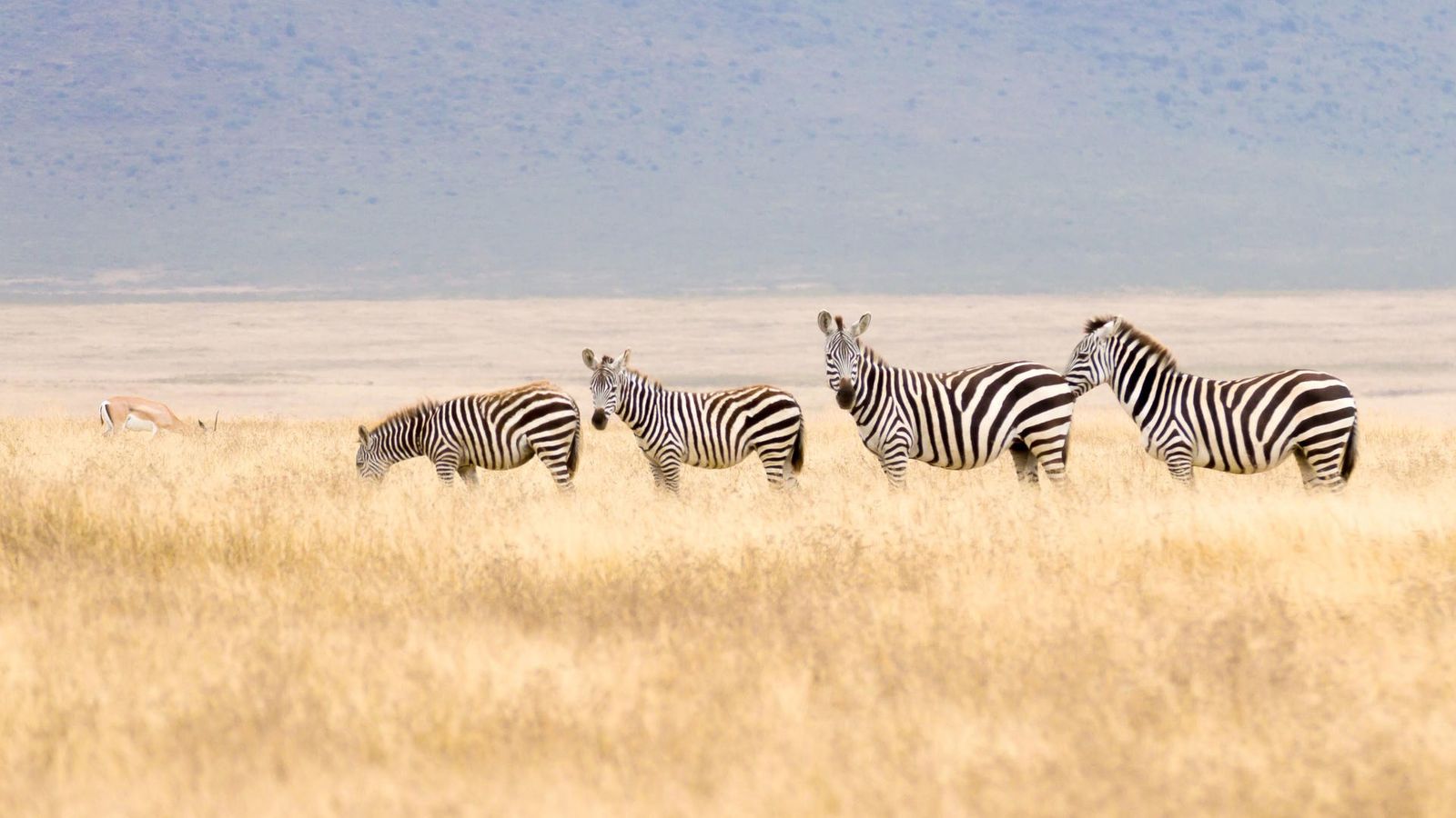 6 DAYS TANZANIA AFFORDABLE SAFARI EXPERIENCE - Image - 7513