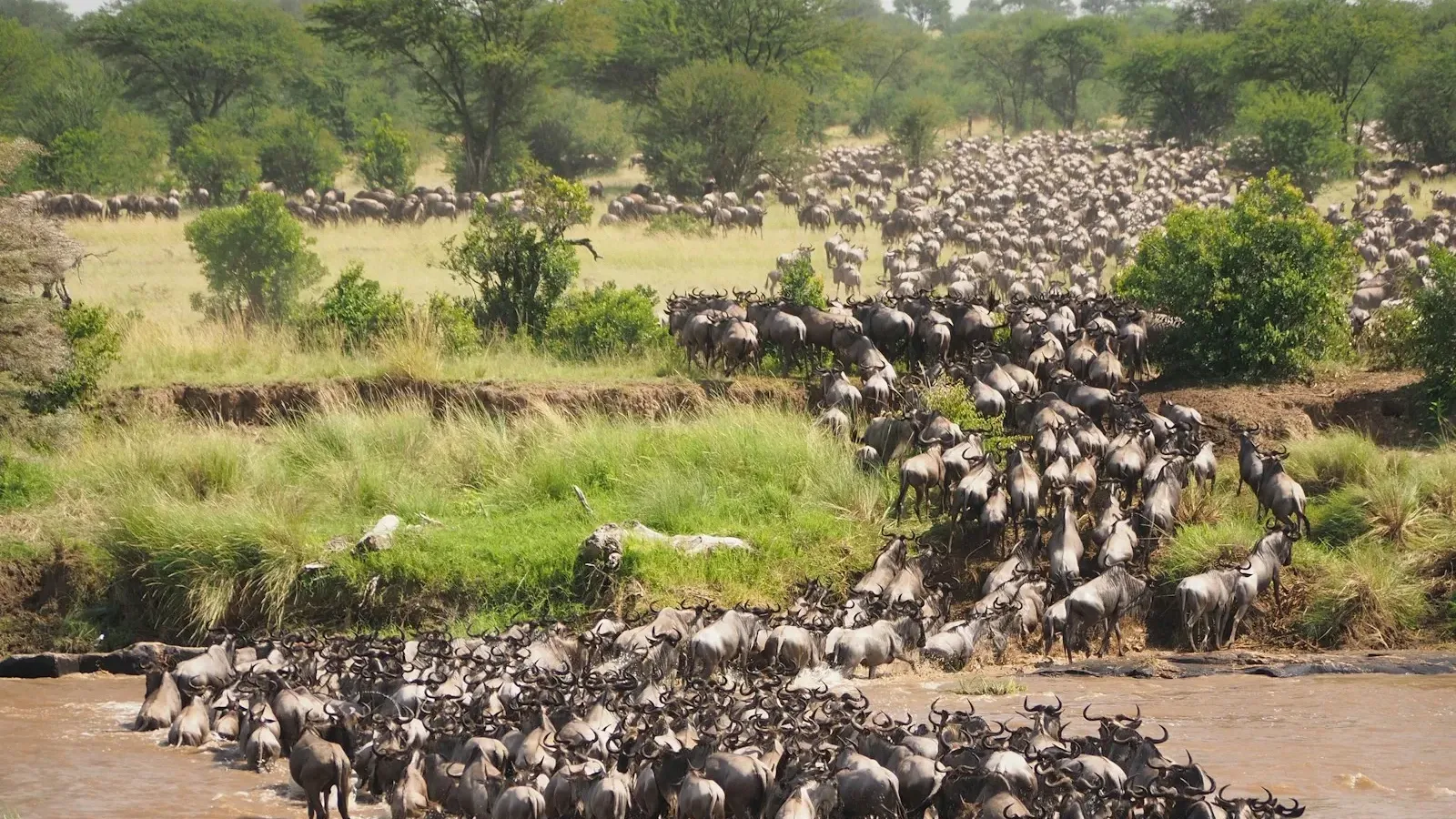 7 Days Best of Kenya safari - Image - 10754