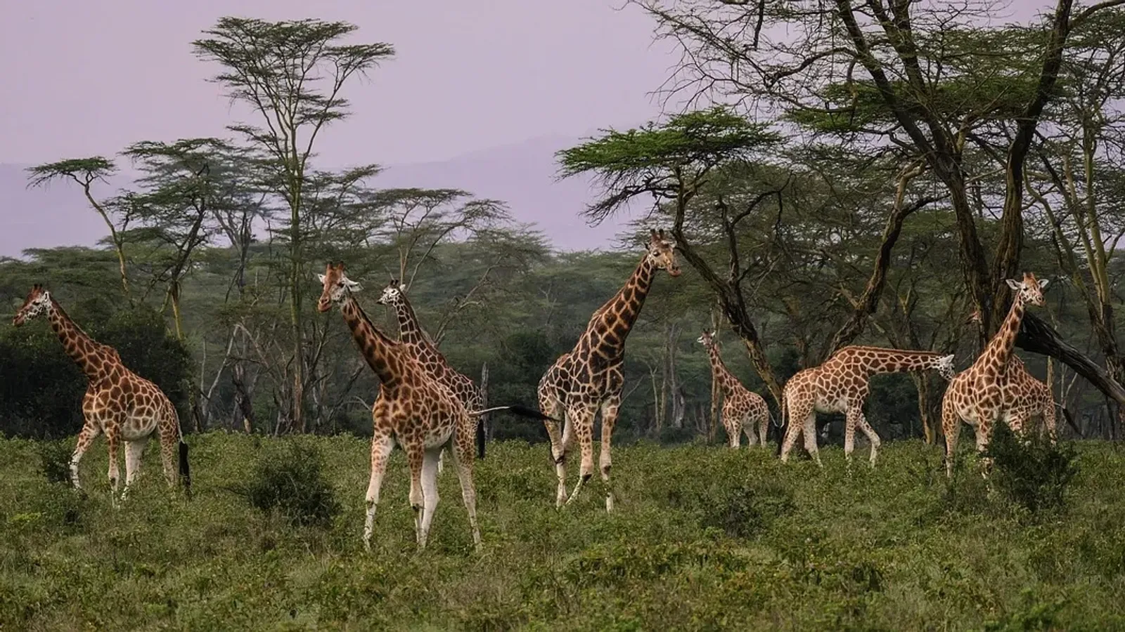 Day Tour To Giraffe Center and Elephant Orphanage Project - Image - 10769