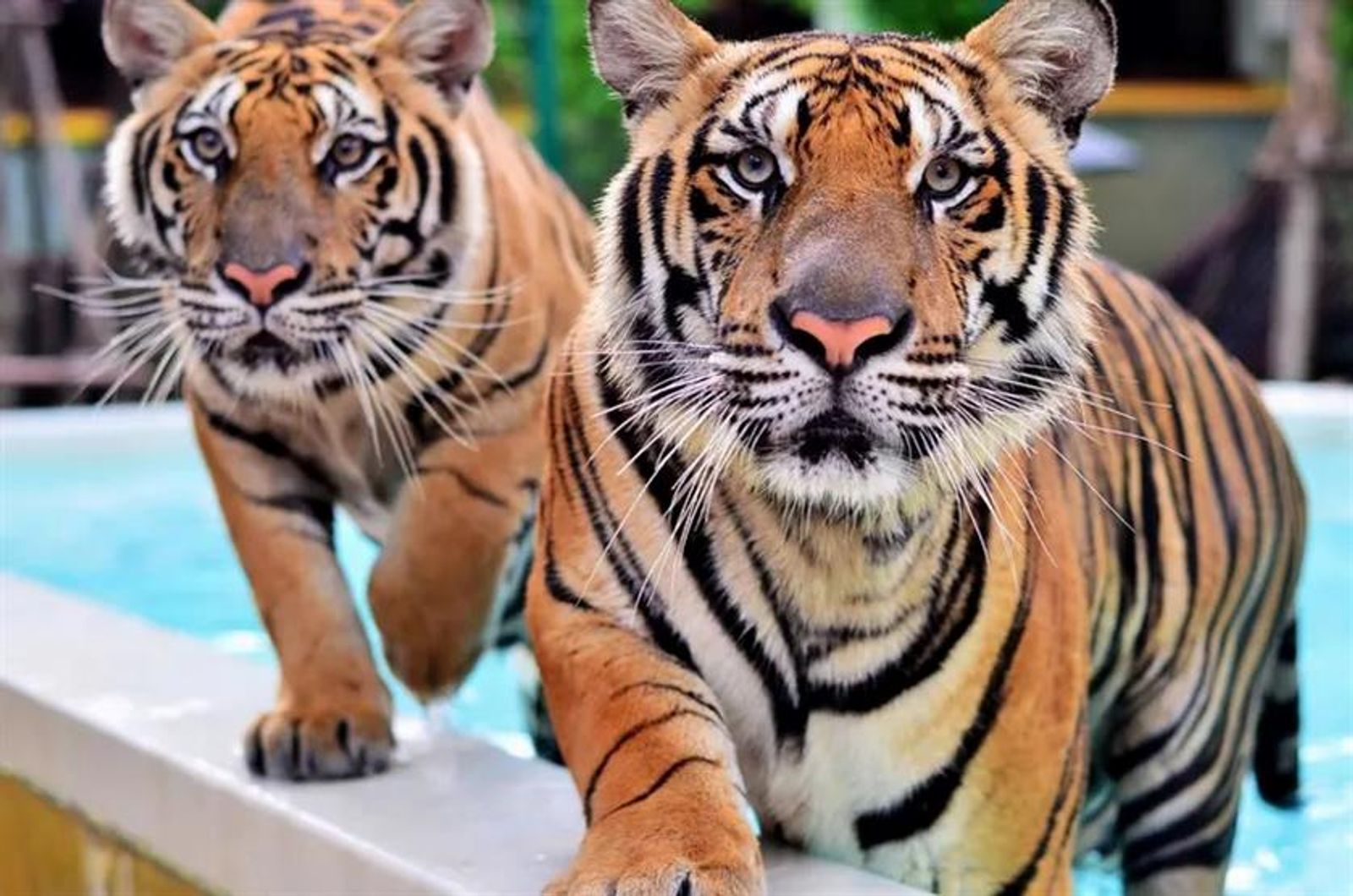 Tiger Kingdom Phuket - Medium Tiger - Image - 1939