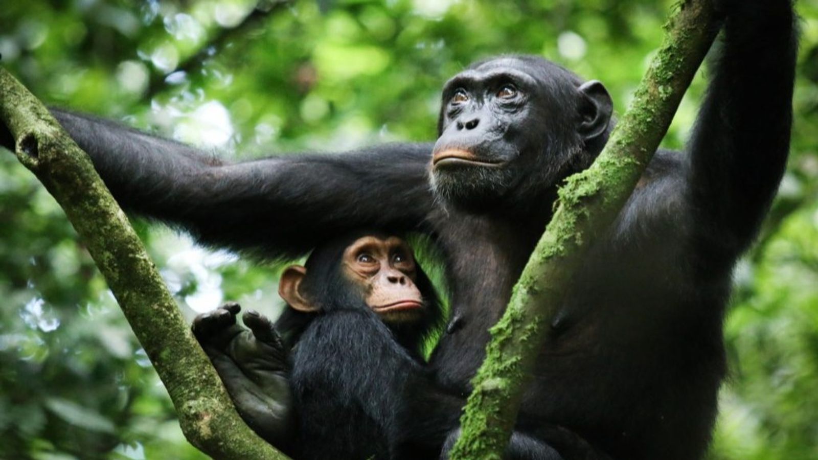 7 Days Uganda Gorillas and Chimpanzee Safari - Image - 11181