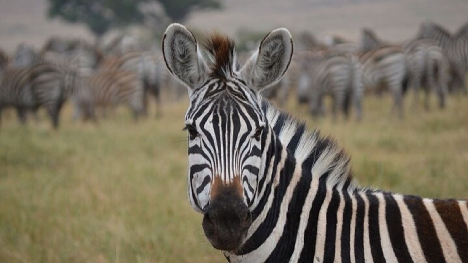 4-Day Tanzania Safari - Serengeti , Ngorongoro Crater, Tarangire - Image - 14828