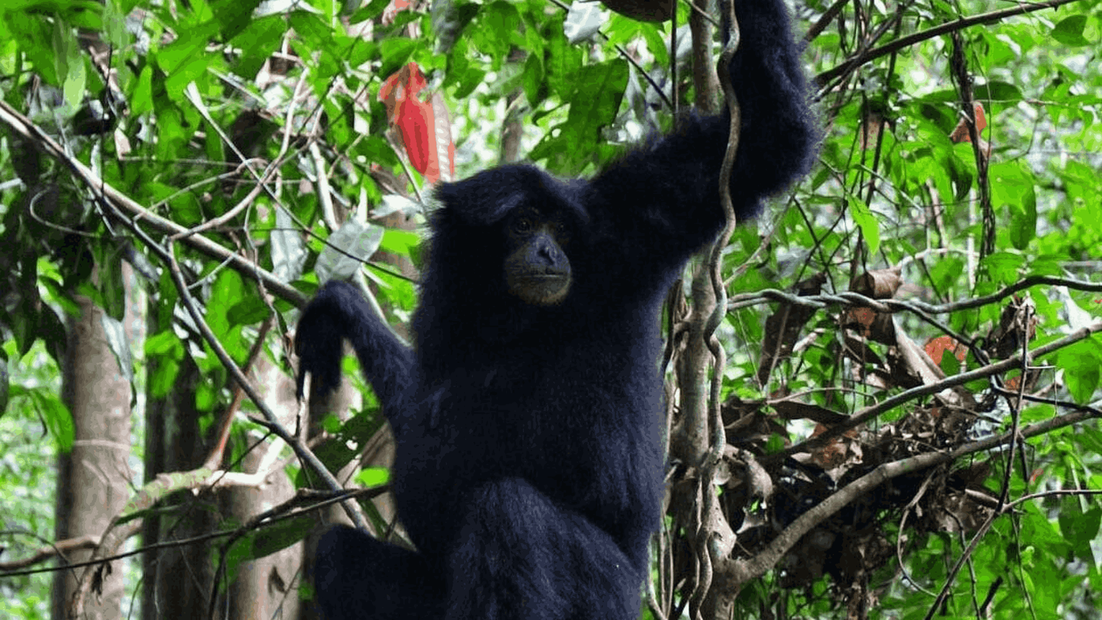 3D2N BUKIT LAWANG - Image - 10362