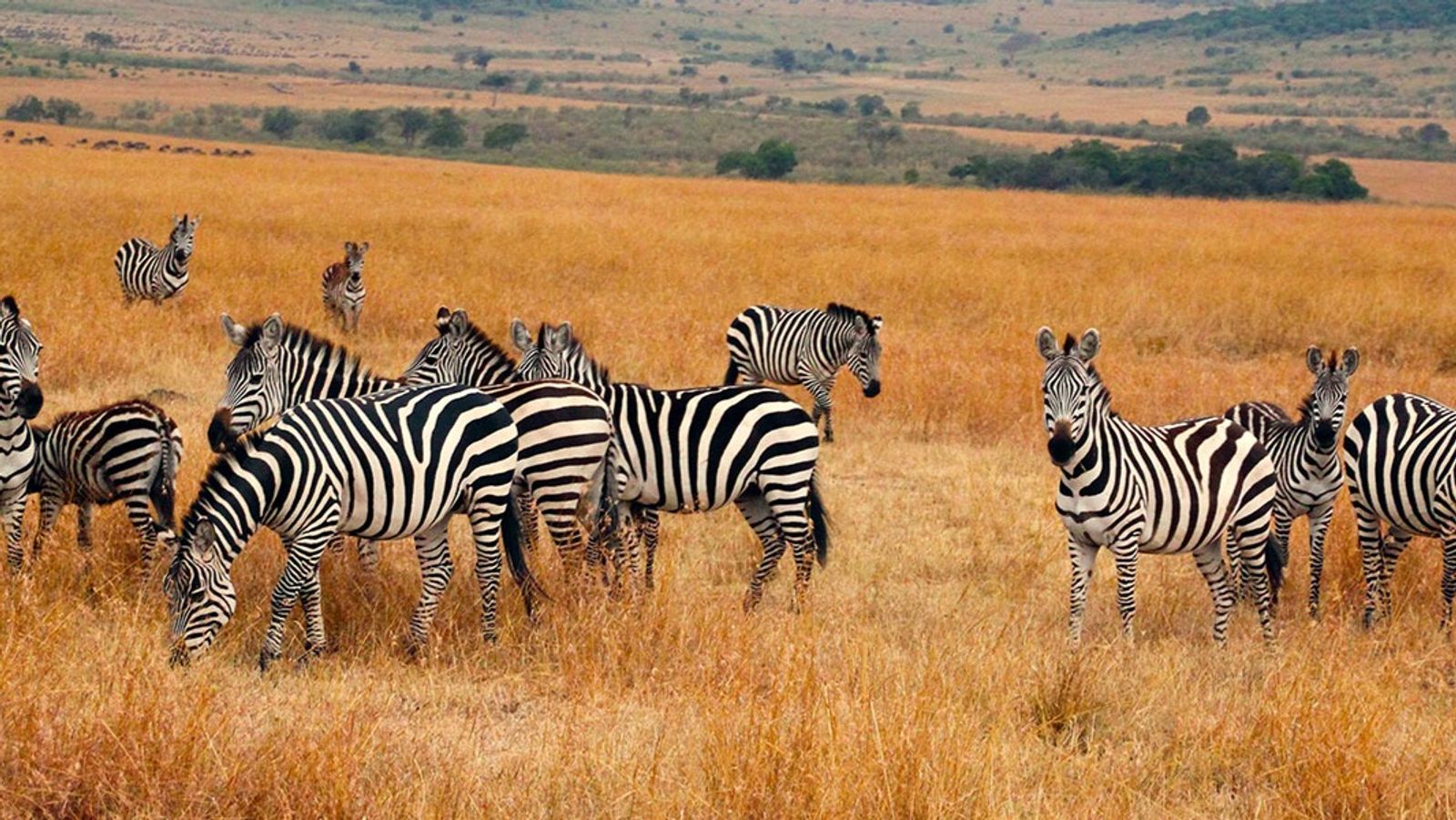 6 Days Amboseli & Maasai Mara Explorer - Image - 9569