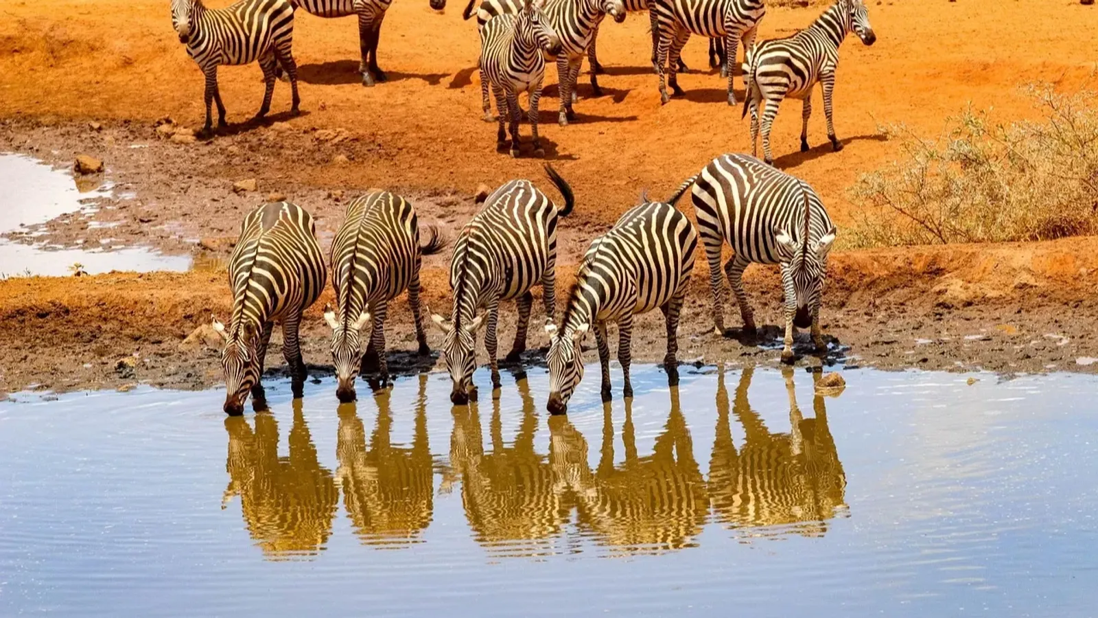 7 Days Best of Kenya safari - Image - 10751