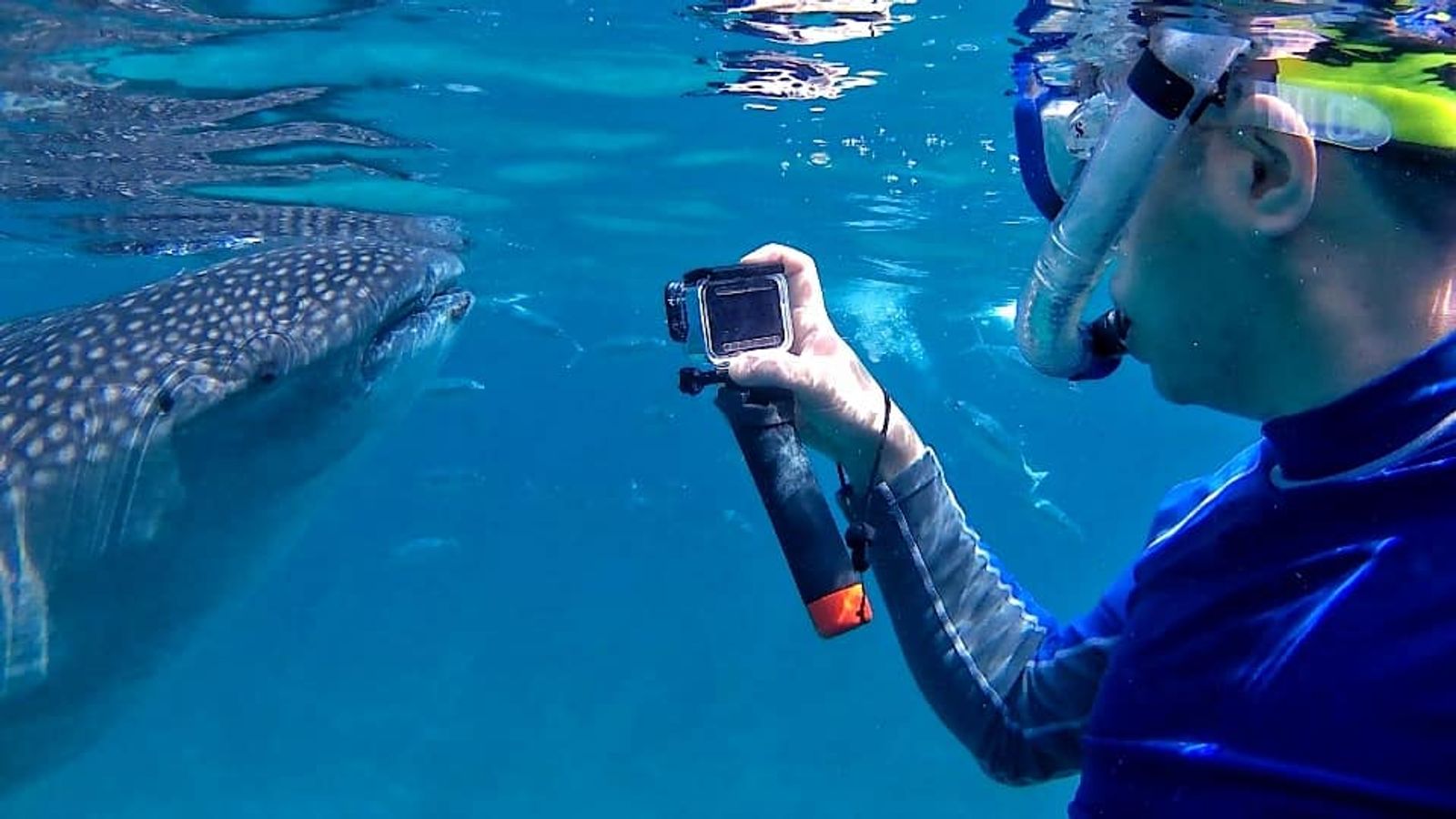 Dumaguete: Oslob whale watching - Image - 1086