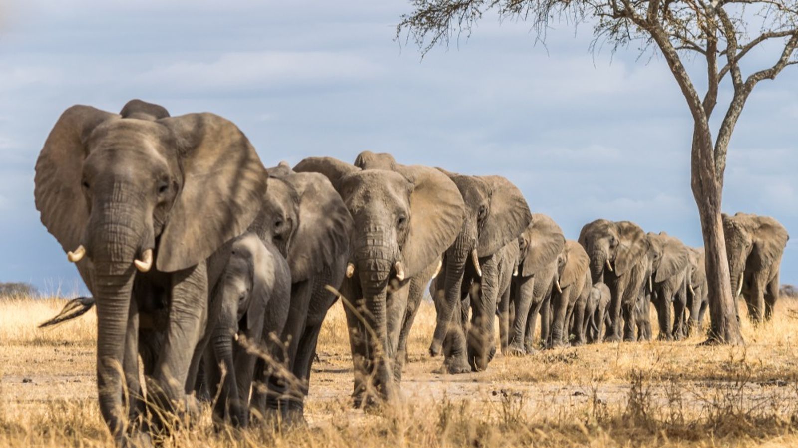 4-Day Tanzania Safari - Serengeti , Ngorongoro Crater, Tarangire - Image - 14826