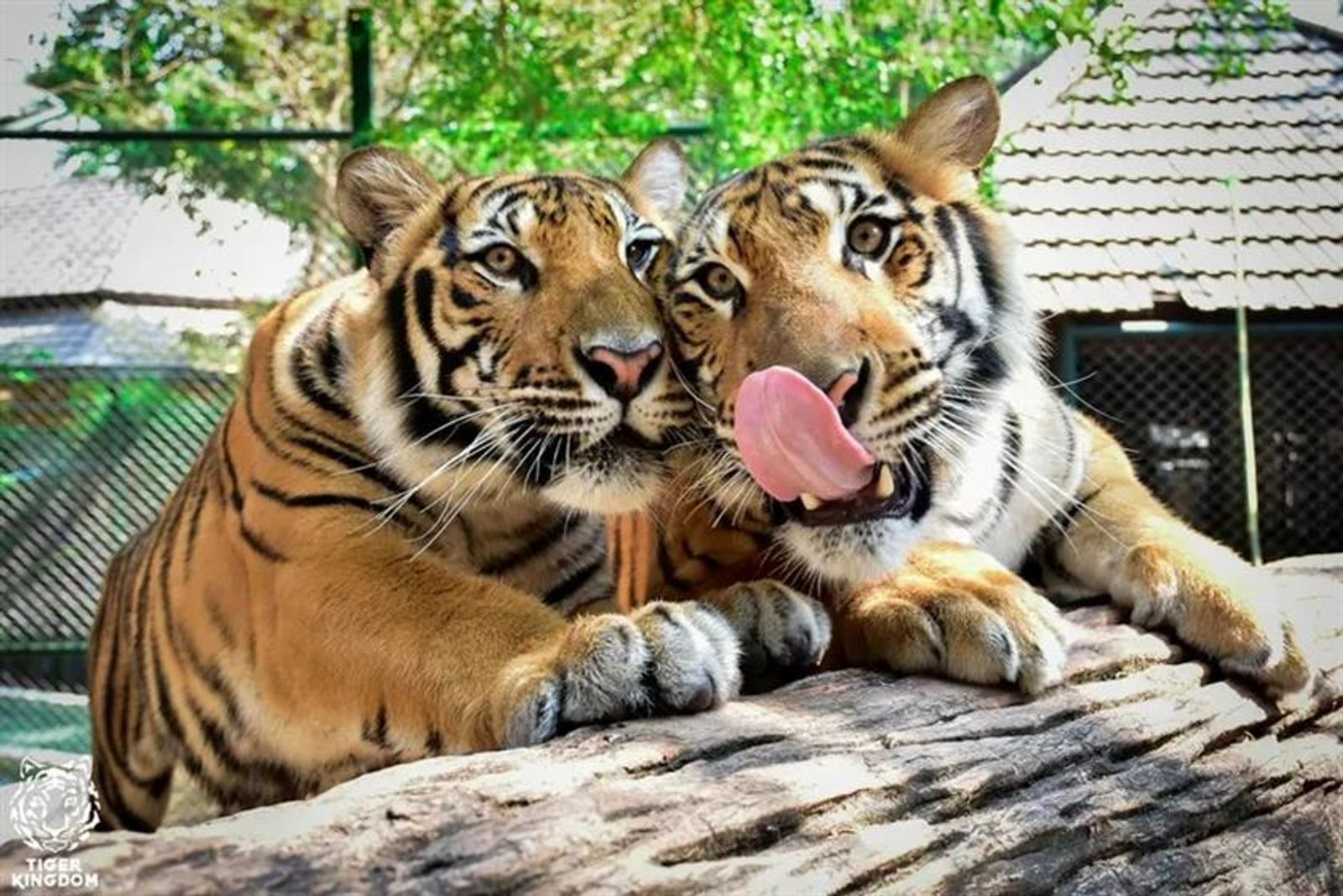 Tiger Kingdom Phuket - Medium Tiger - Image - 1942