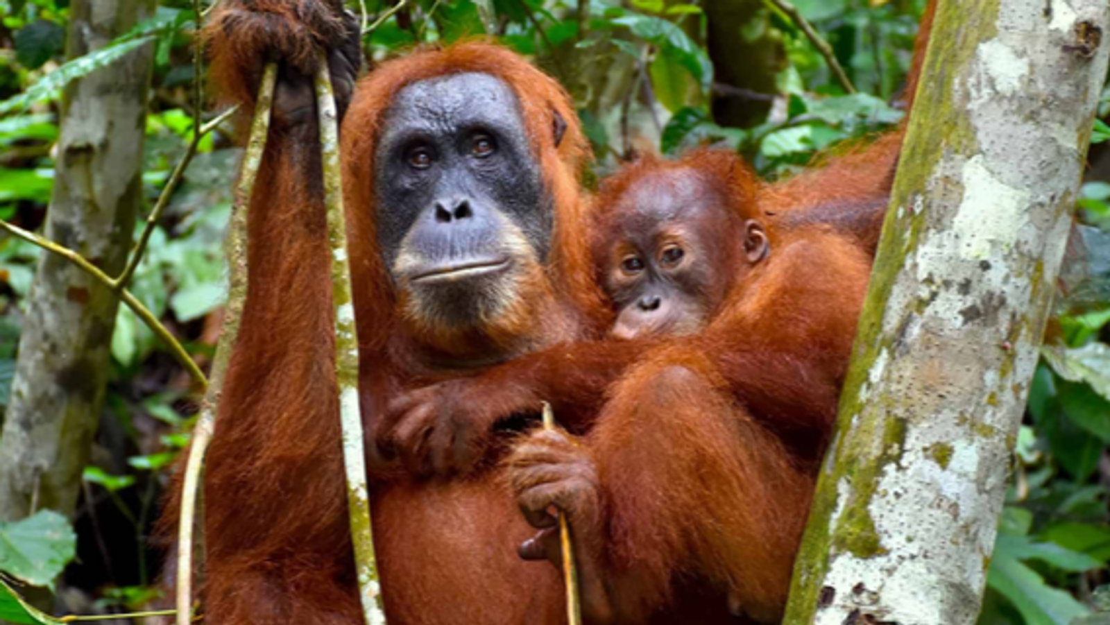 7D6N MEDAN-BUKIT LAWANG-LAKE TOBA TOUR - Image - 7492
