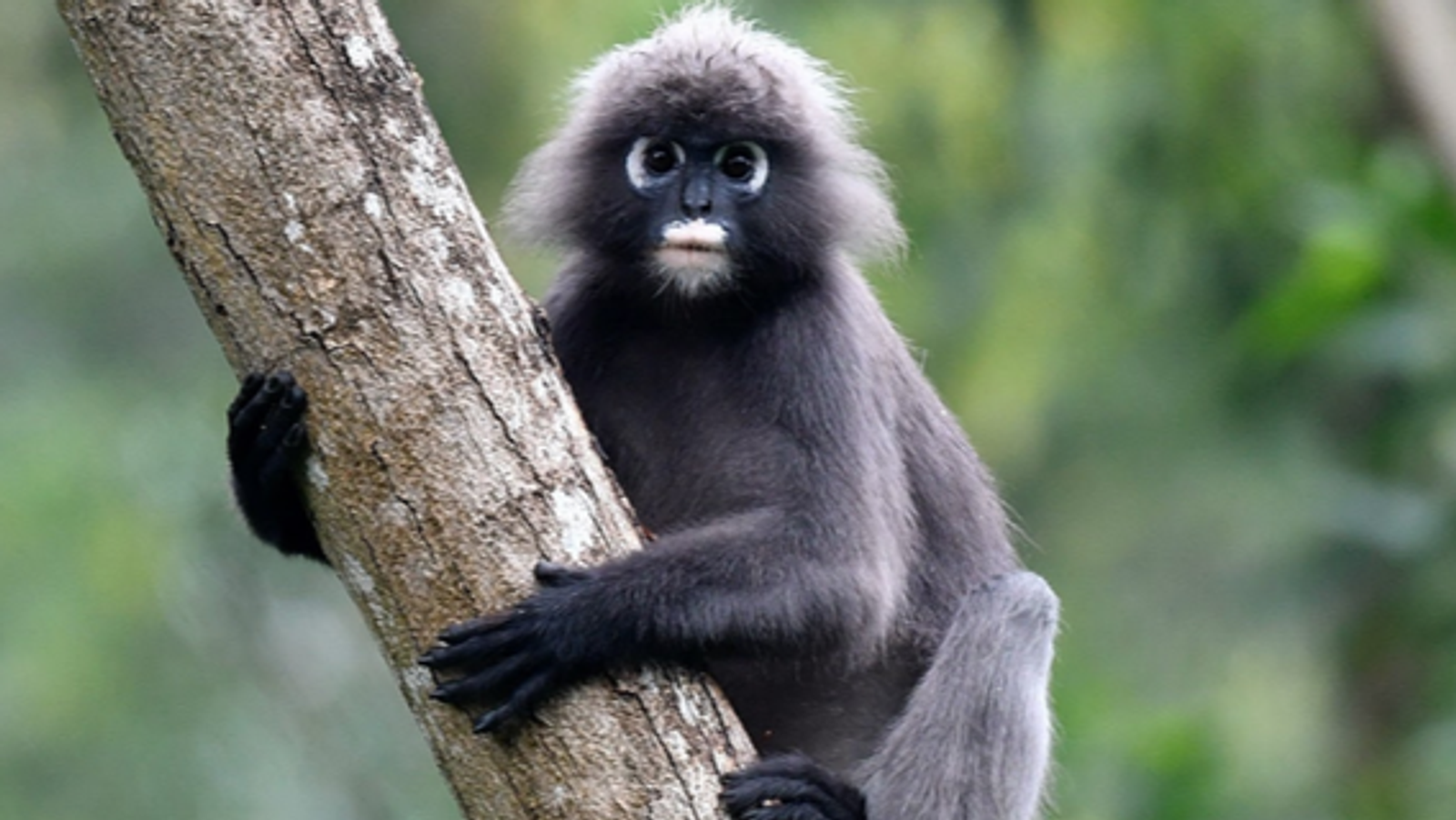 7D6N MEDAN-BUKIT LAWANG-LAKE TOBA TOUR - Image - 7485