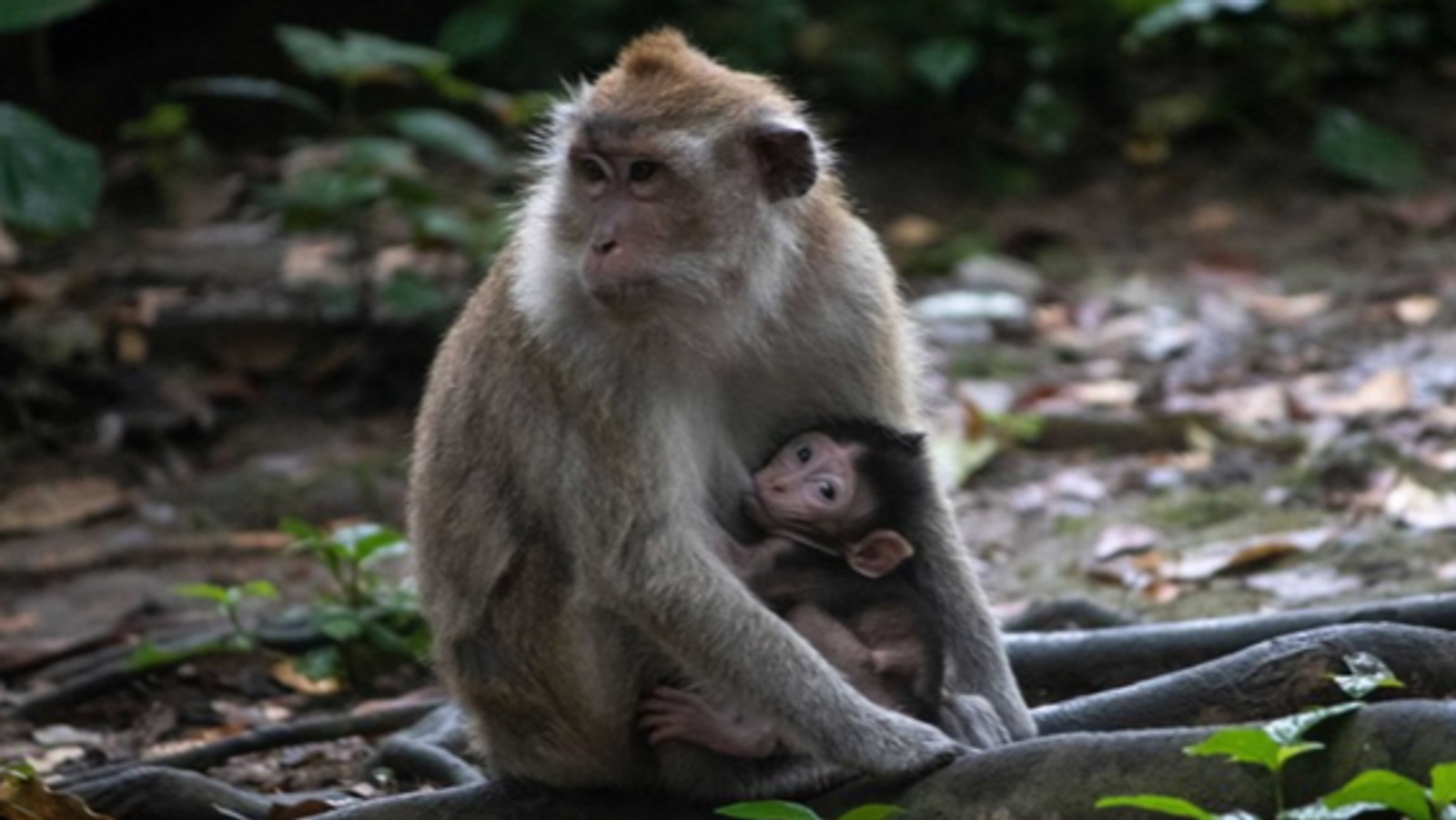 6D5N MEDAN-BUKIT LAWANG-LAKE TOBA TOUR - Image - 7421
