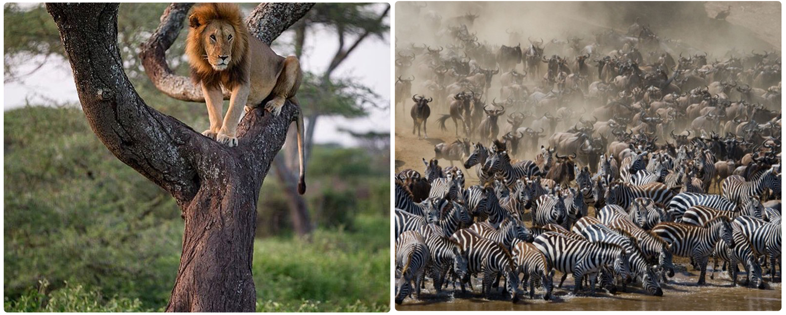 6 Days Ndutu Calving Season Serengeti Migration Tanzania Safari - Image - 3437