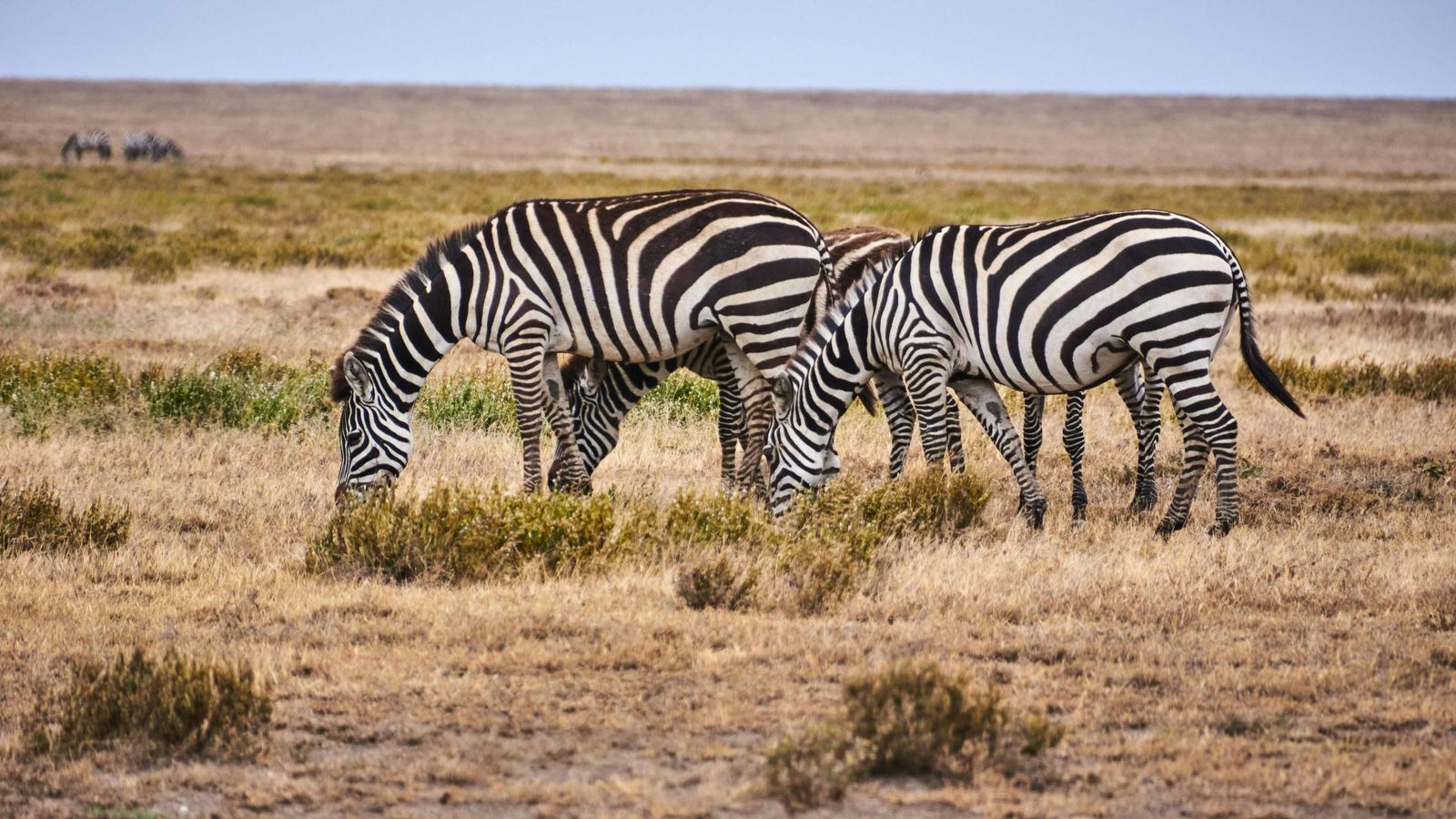 4-Day Tanzania Safari - Serengeti , Ngorongoro Crater, Tarangire - Image - 14827