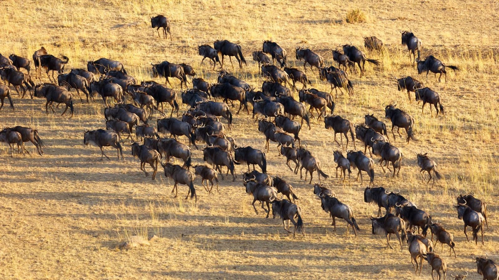4-Day Tanzania Safari - Serengeti , Ngorongoro Crater, Tarangire - Image - 14829