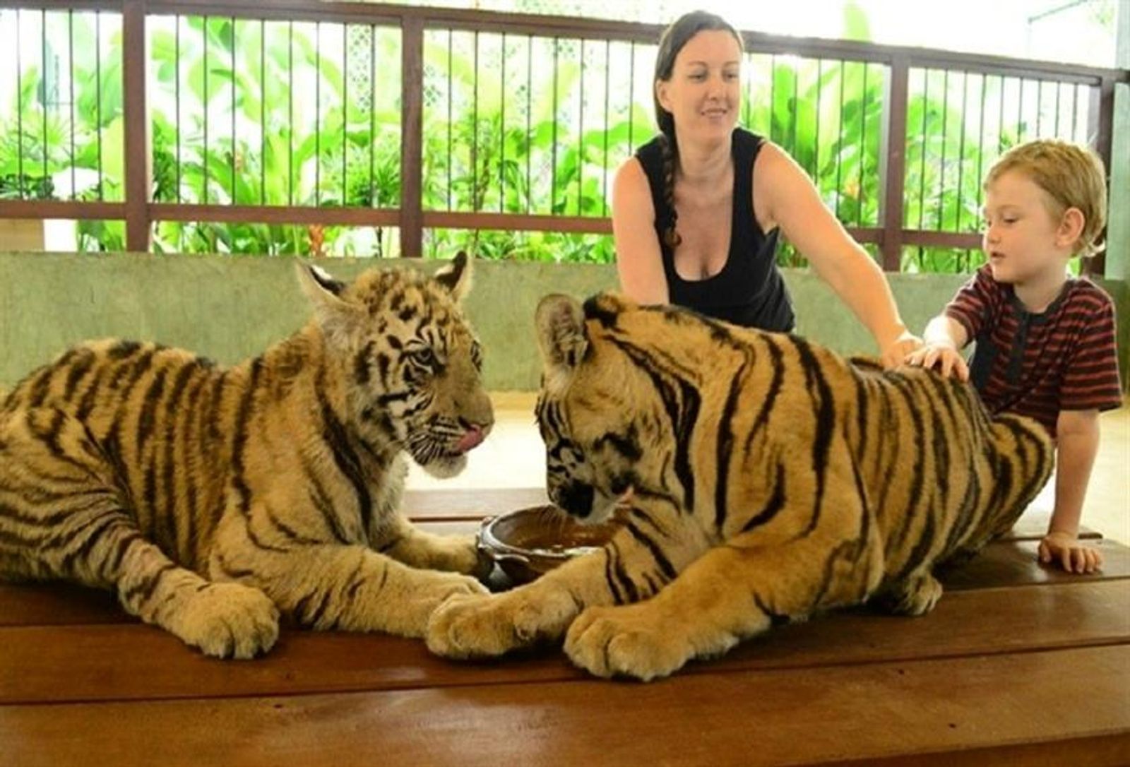 Tiger Kingdom Phuket - Medium Tiger - Image - 1941