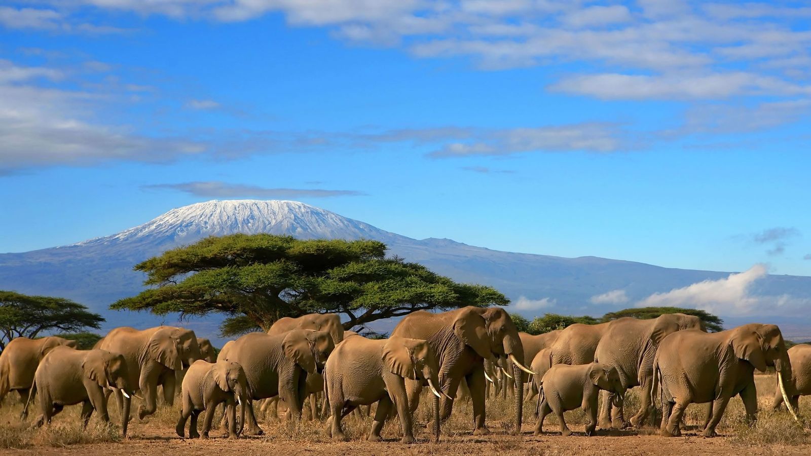 5 Days Masai Mara - Amboseli Safari